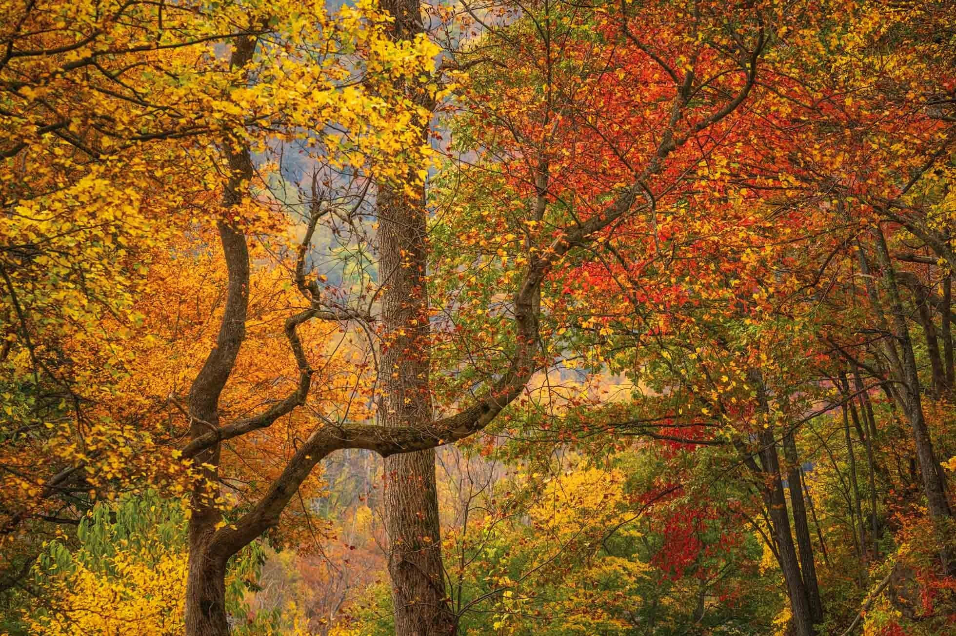 Diagonal Tree amongst the Foliage KRP-001.jpg