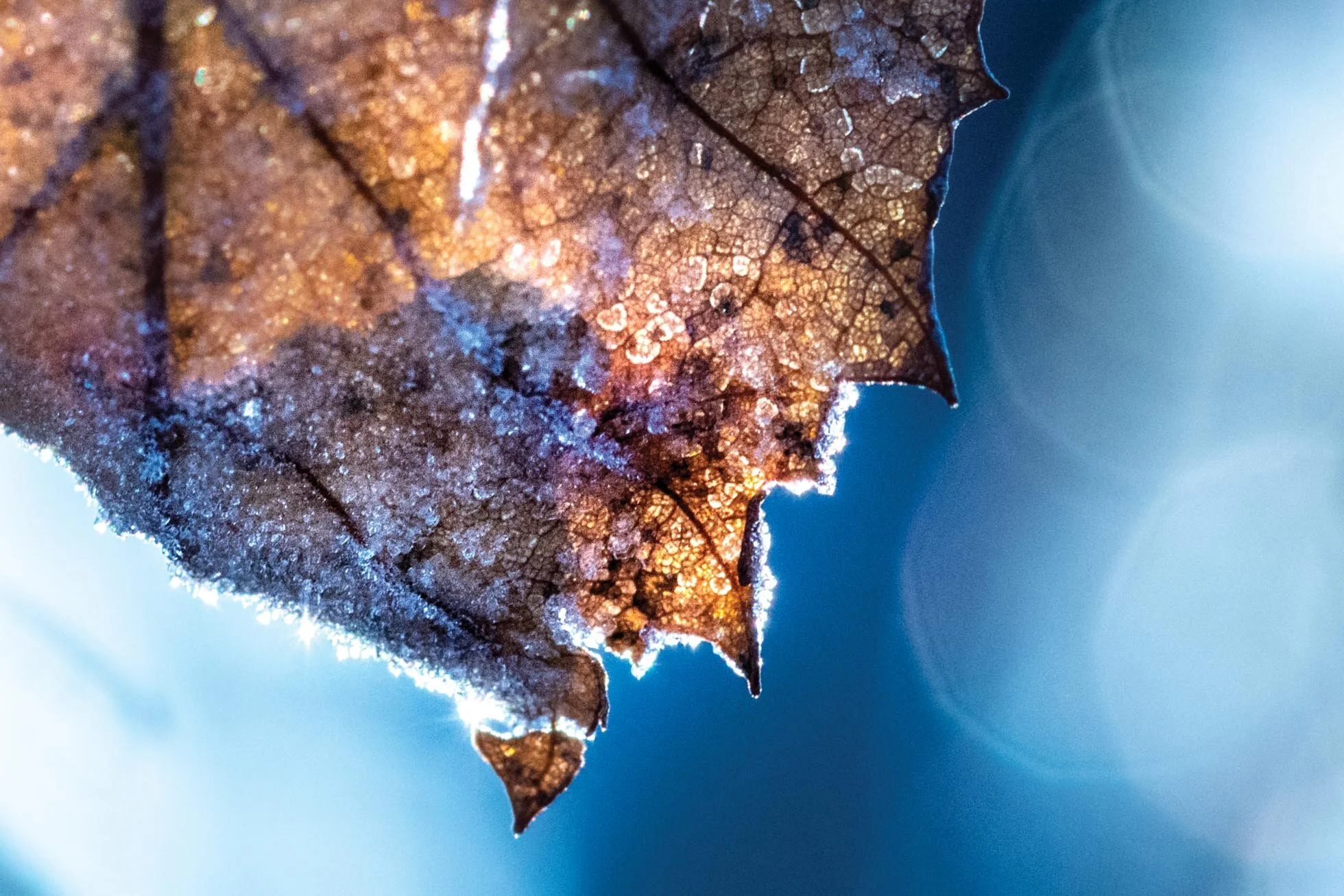 Frosty Leaf