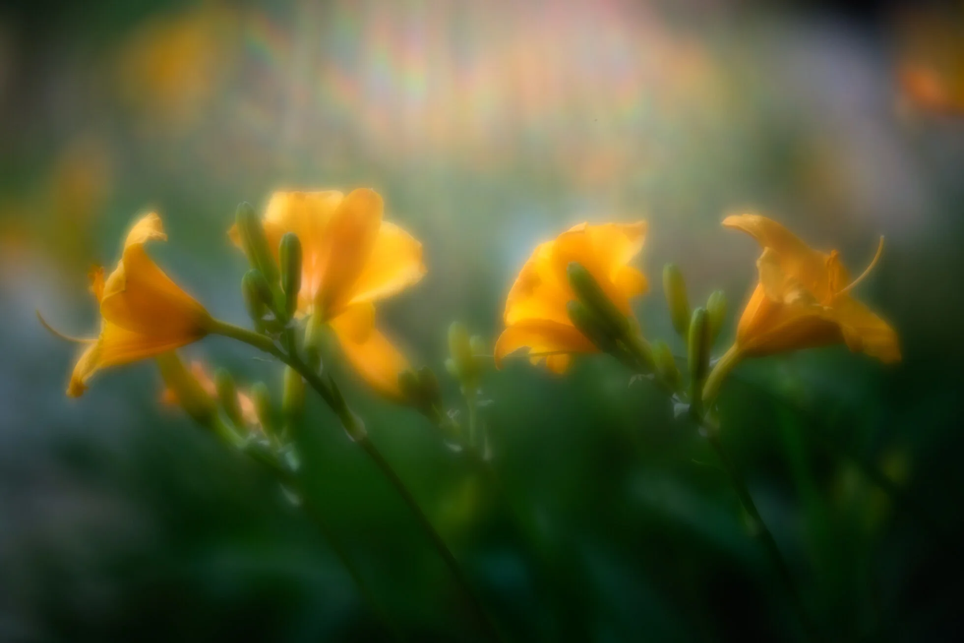 Day Lillies KRP-001.jpg