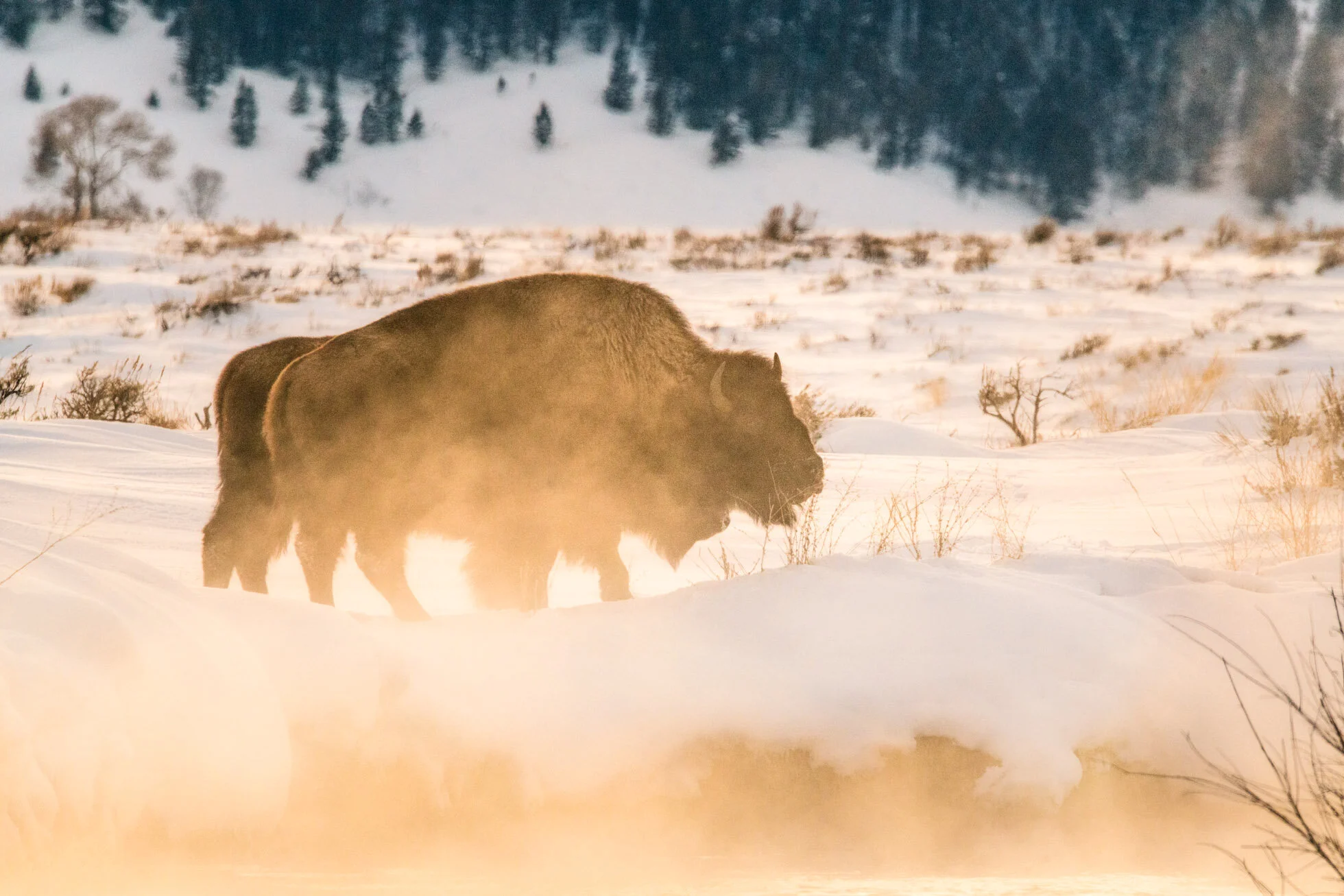 Winter Bison