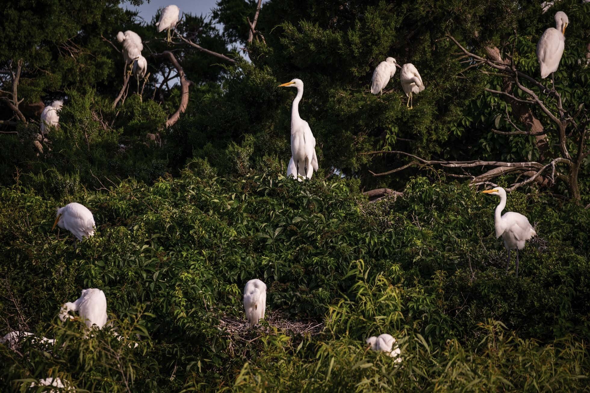 Egret Trees in Hilton Head
