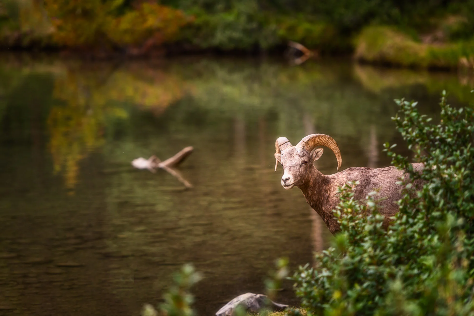 Bighorn Sheep at Two Jack KRP-001.jpg