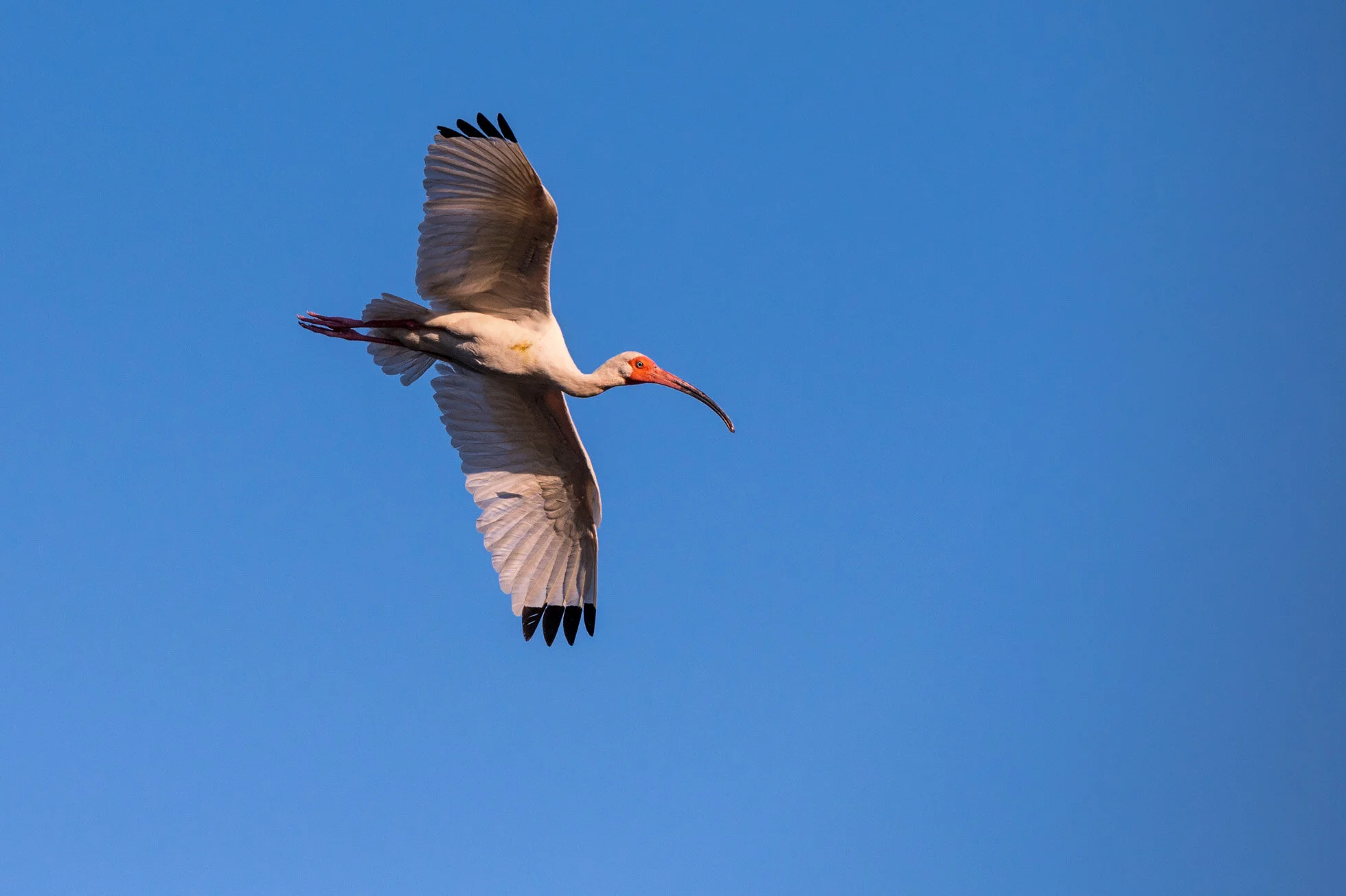 Bird in Flight