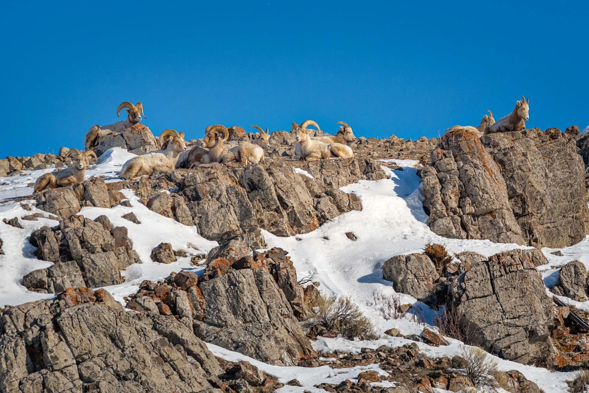 Bighorn on the Ridge