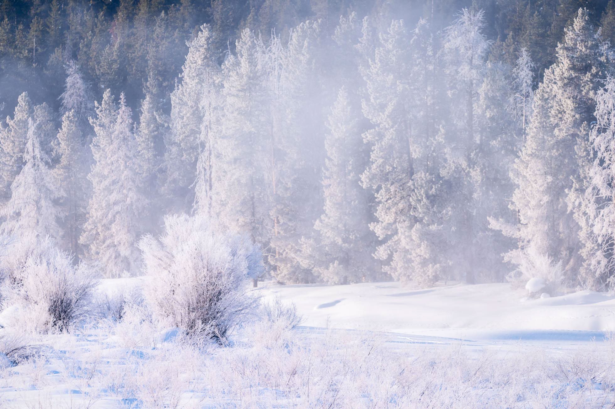 Frosty Trees 560mm-001.jpg