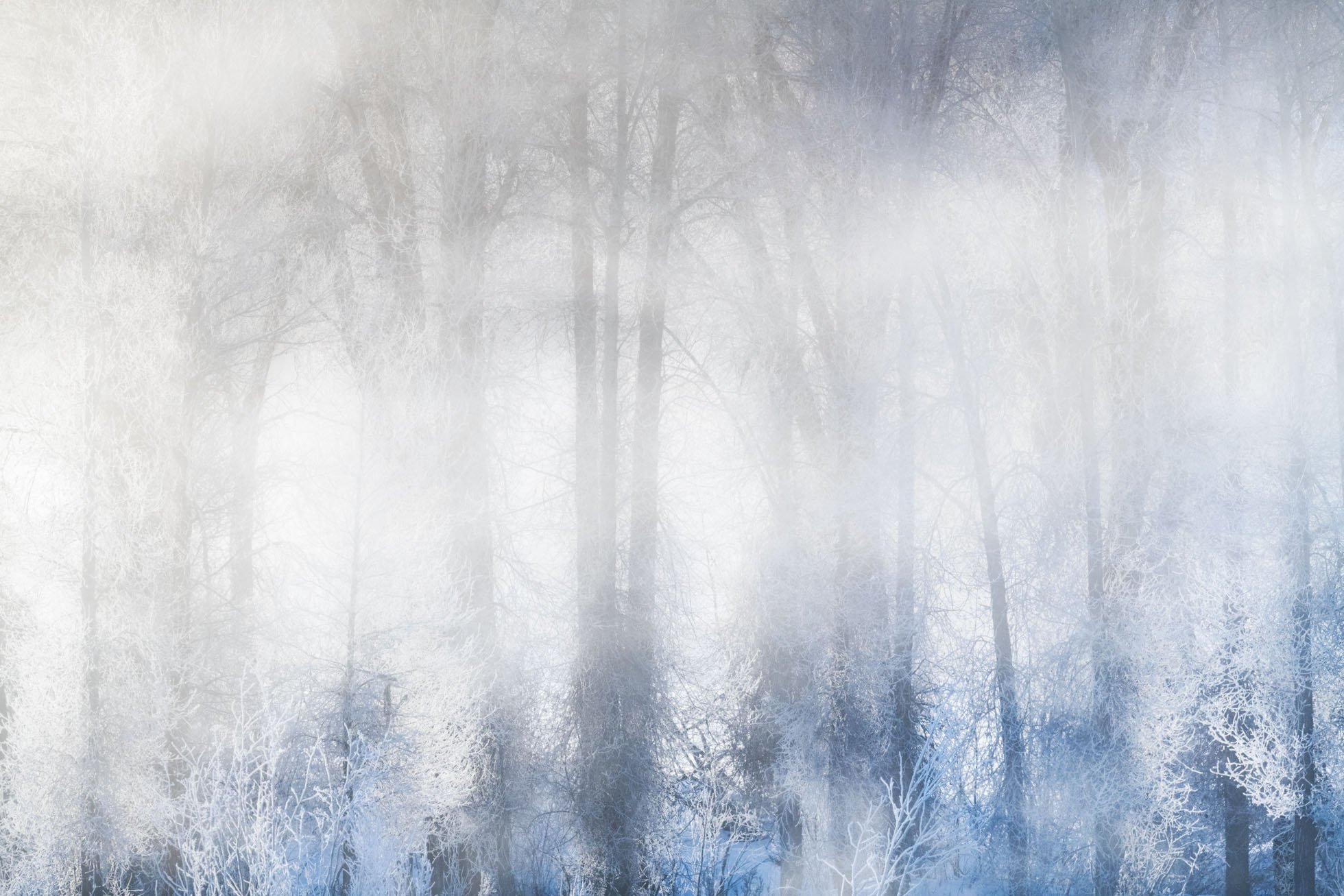 Telephoto Trees and fog 2 KRP-001.jpg
