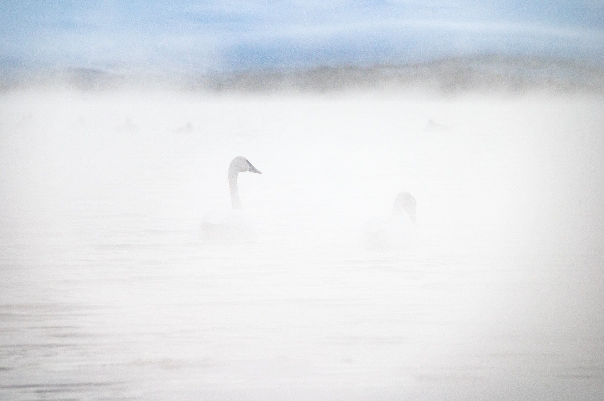Swans in the Hot Spring KRP horizontal-001.jpg