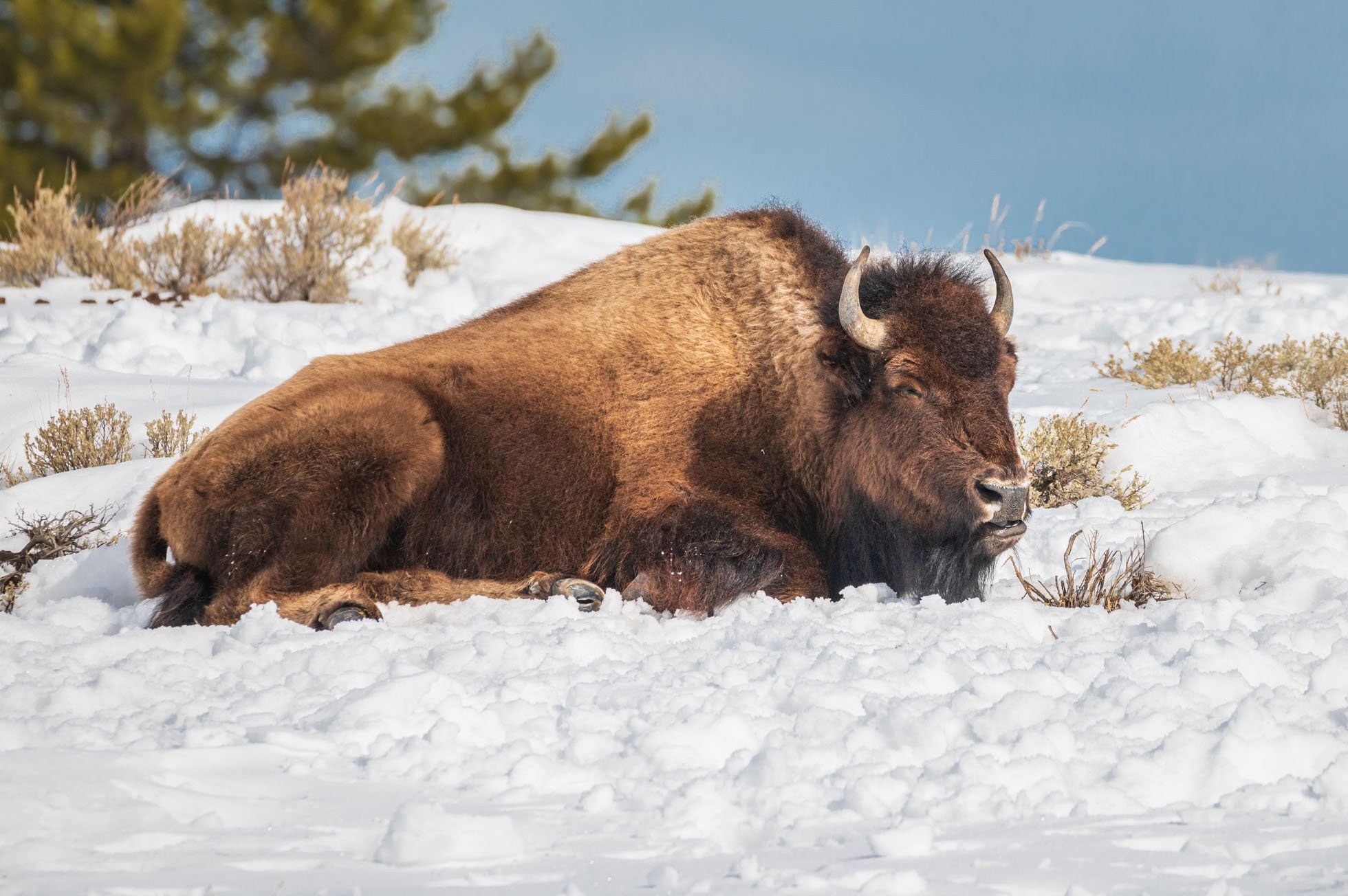 Bison in the snow KRP-001.jpg