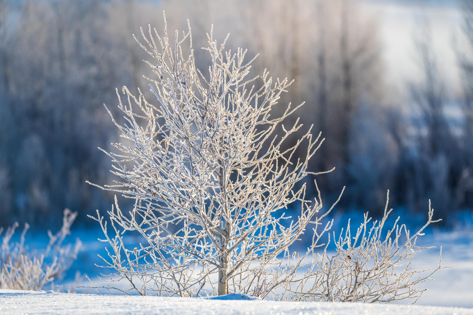 Frosty Tree by the Gros Ventre KRP cool new-001.jpg