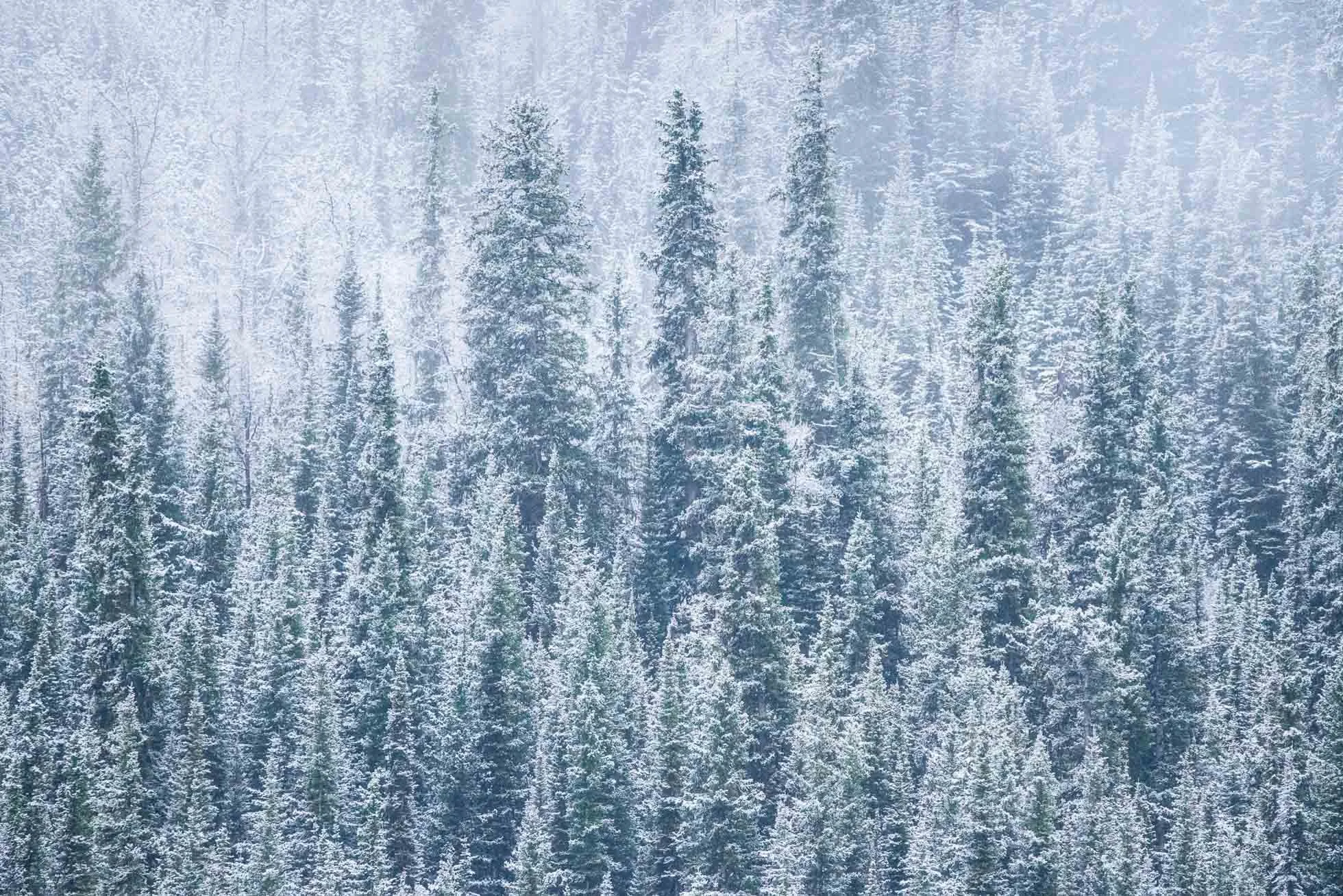 Snow in the trees at Lake Louise KRP cool-001.jpg