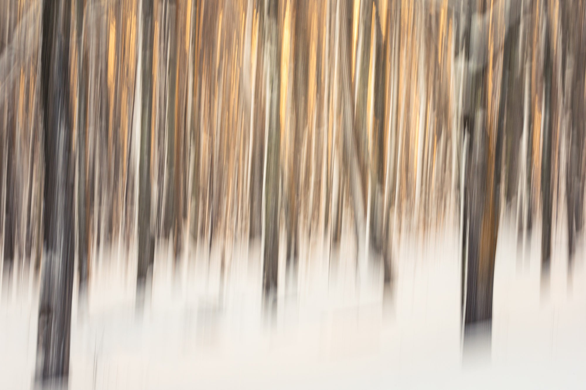 Gold through the Trees SPM-001.jpg