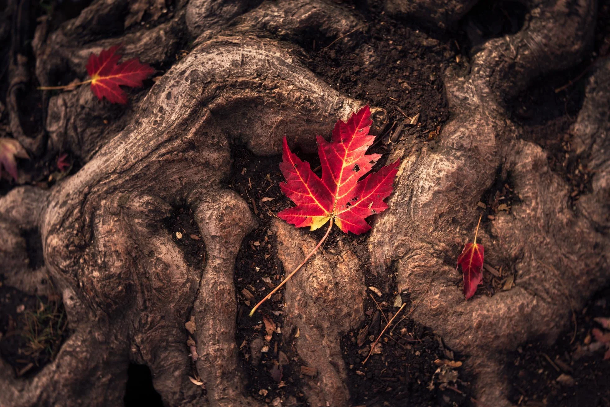 Embrace and Enjoy the Journey 