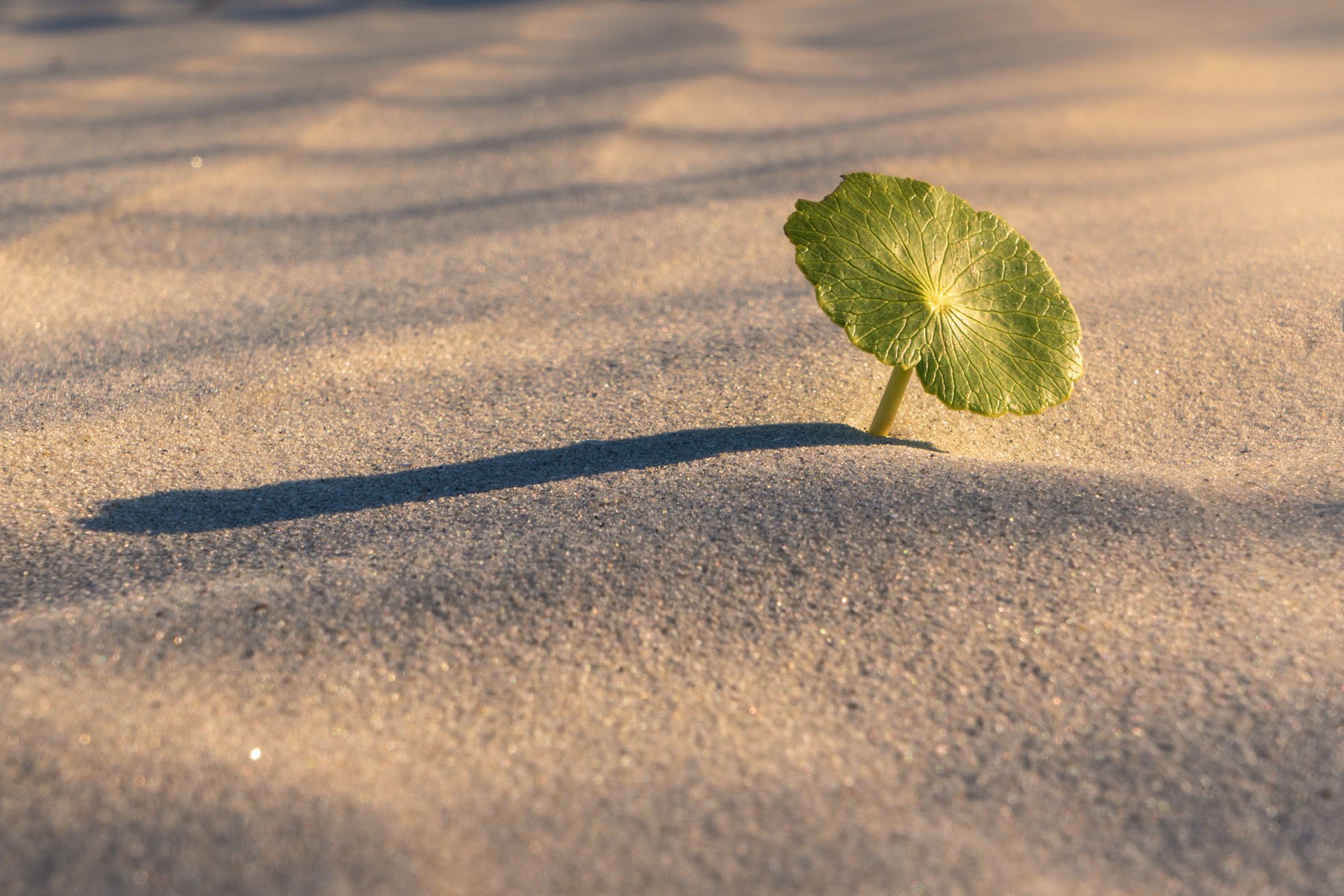 Plant in the sand KRP-001.jpg
