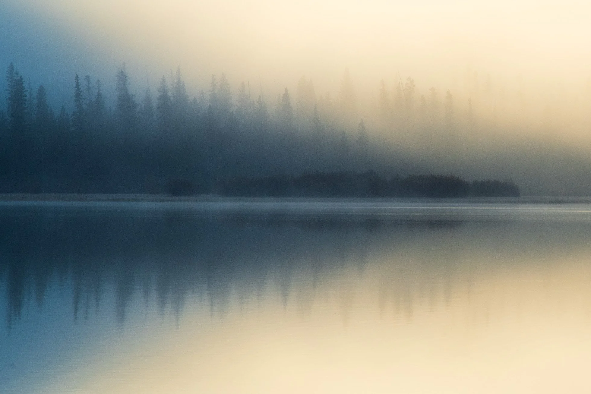 Trees in fog & light KRP-001.jpg