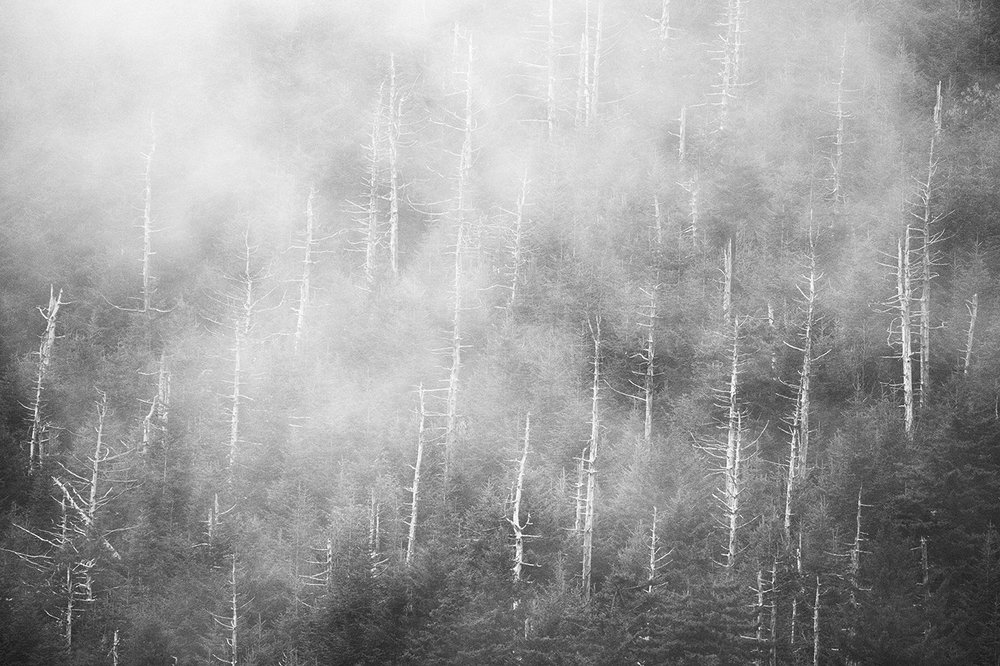 Trees in the Fog BW-001.jpg