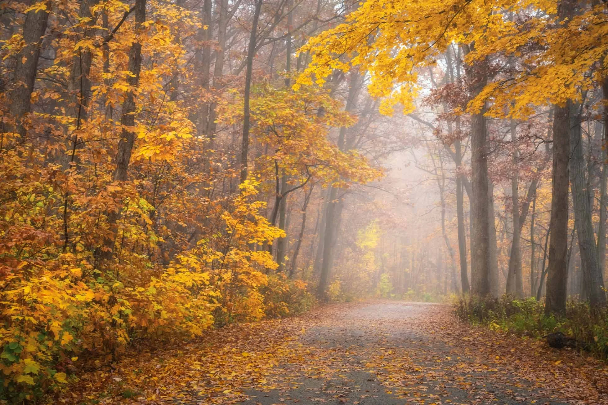 Fall Arboretum Road krp-01-2.jpg