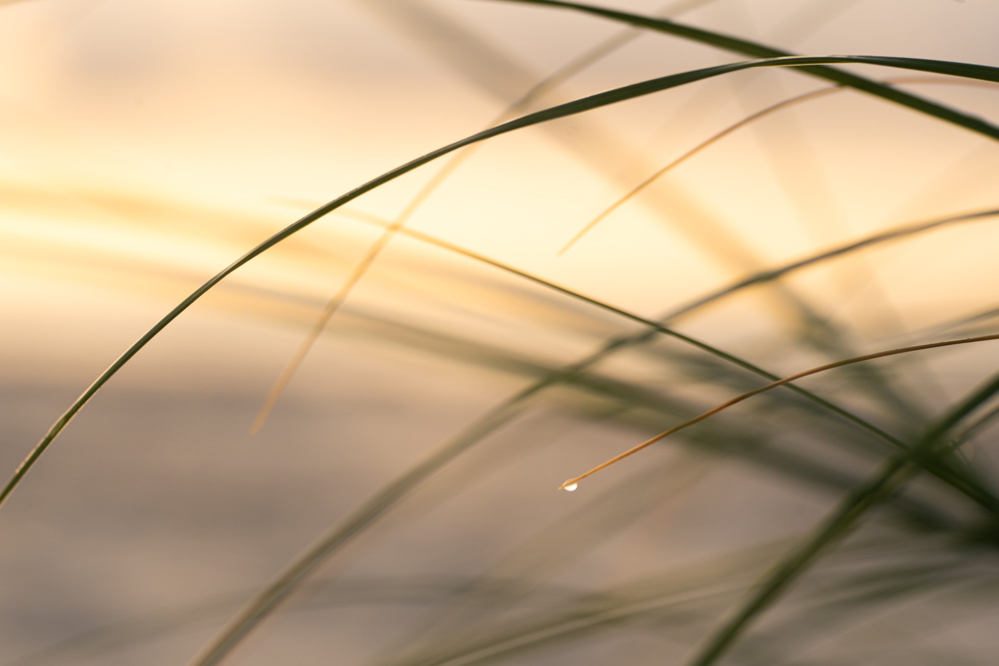 Droplet in the Grasses KRP-01.jpg
