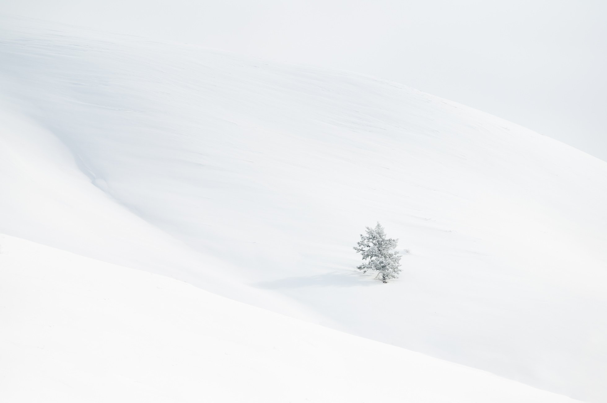 Lone Winter Tree krp-01.jpg