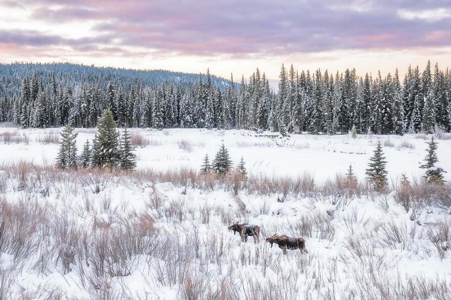 Moose at Pacific Creek krp-01.jpg