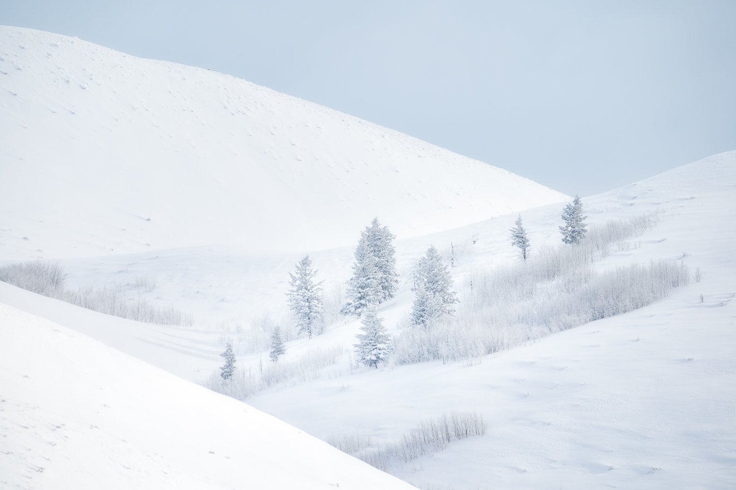 Trees on Blacktail Butte 2-01.jpg