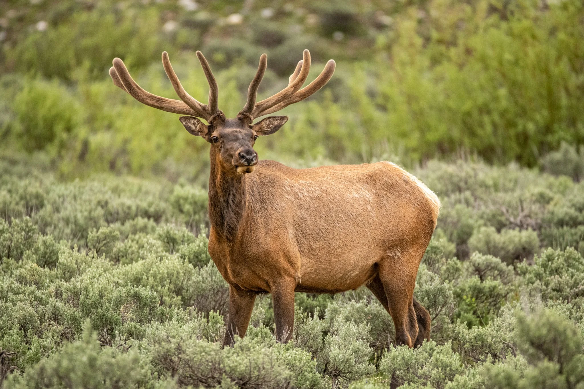 Elk -01.jpg