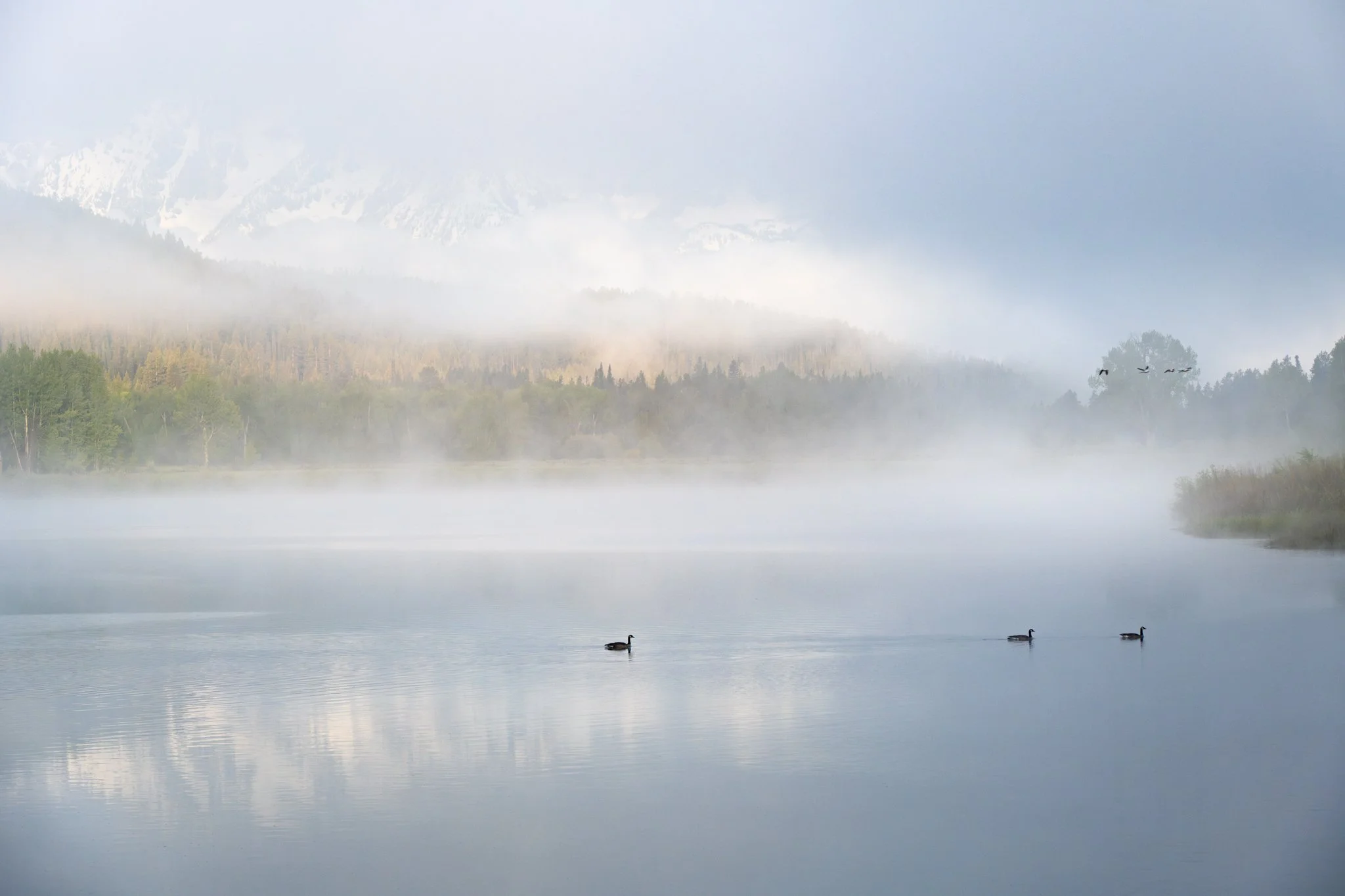 Geese swimming across Oxbow-01.jpg