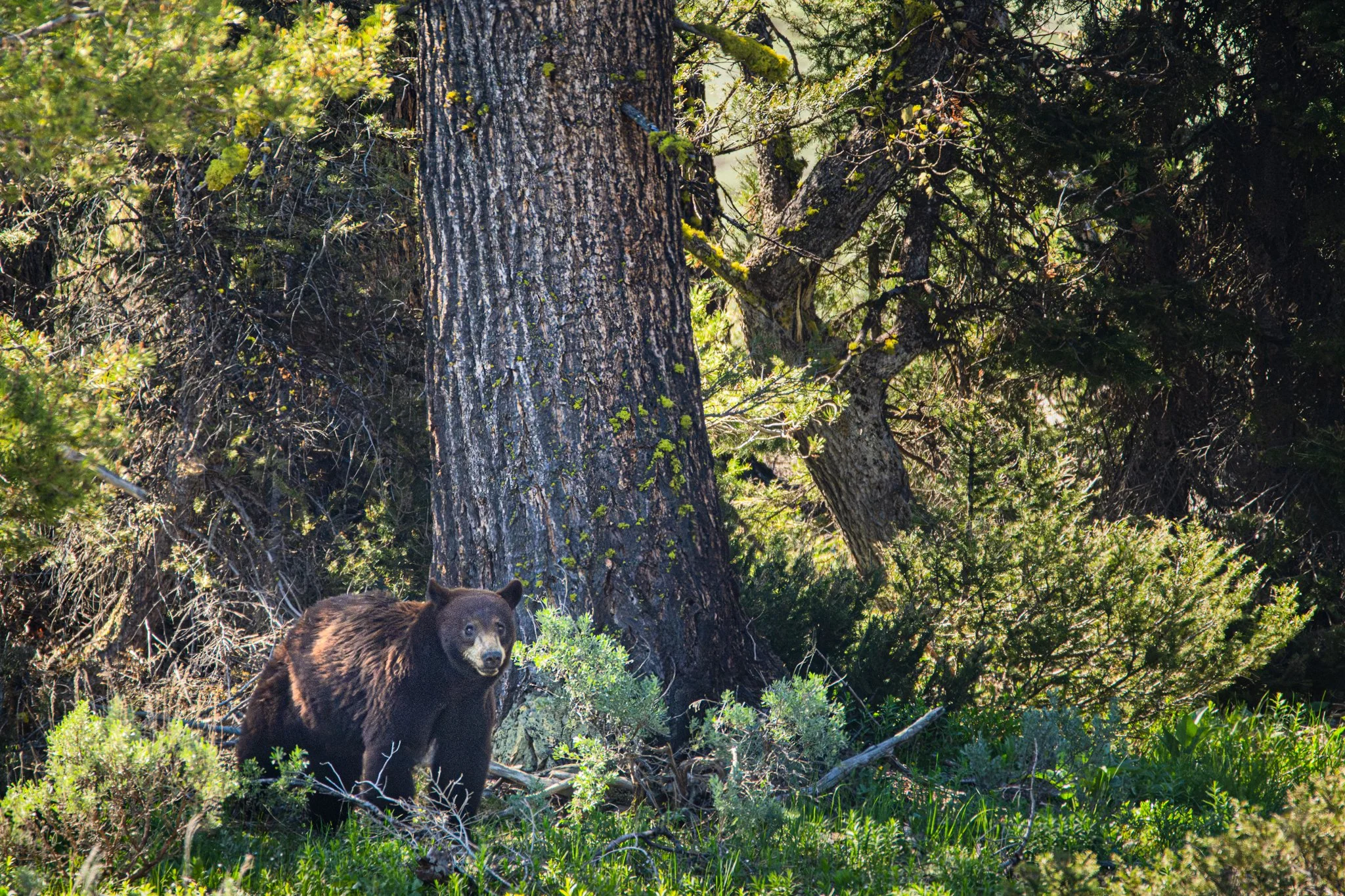 Black bear ready for a nap-01.jpg