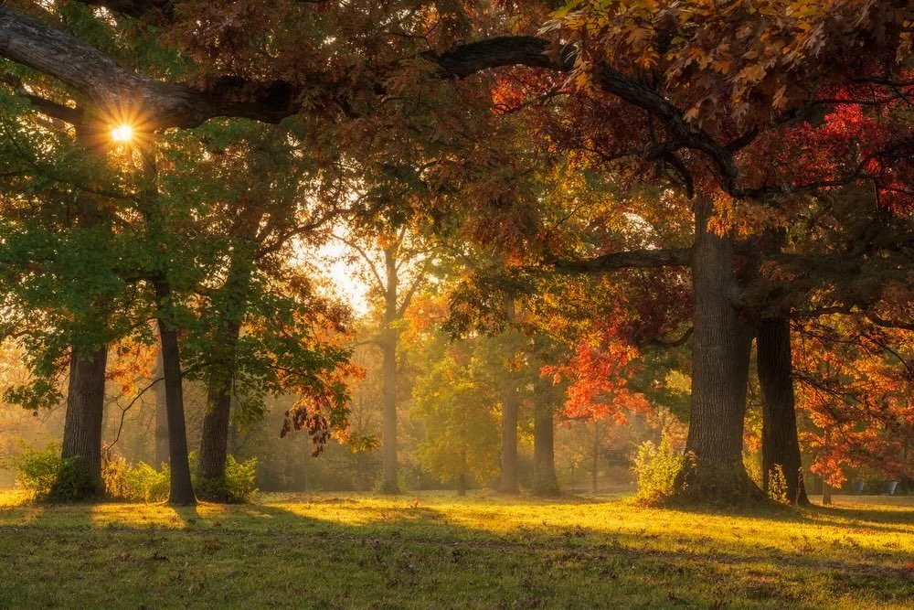 It&rsquo;s looking much more like winter around here now but I&rsquo;m flashing back to a gorgeous fall morning at my local arboretum. I loved the way the morning sun light streamed in through the trees. I had started in one spot at sunrise and feeli