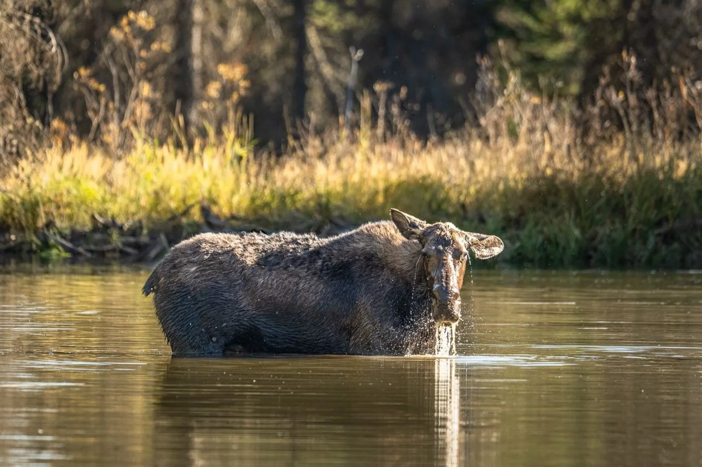 A few wildlife moments from this fall in the Tetons 🫎 🐻  Such an incredible trip exploring and chasing the light! 
.
Join me Oct 2-6 or May 31-June 4 for one of the ladies&rsquo; retreats of 2026!
.
.
.
.
.
.
#magicinthetetons #capturemagicretreats