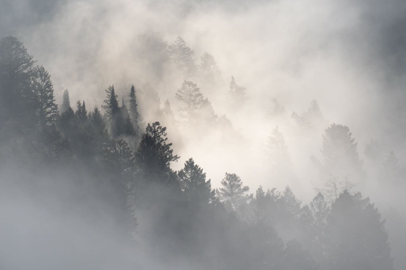 Foggy mornings in the Tetons are some of my favorites 💜 I love the soft dreaminess and sense of mystery. Every direction had a different story! This was one of my favorite mornings from the spring 2025 Magic in the Tetons retreat! 
The 2026 spring r