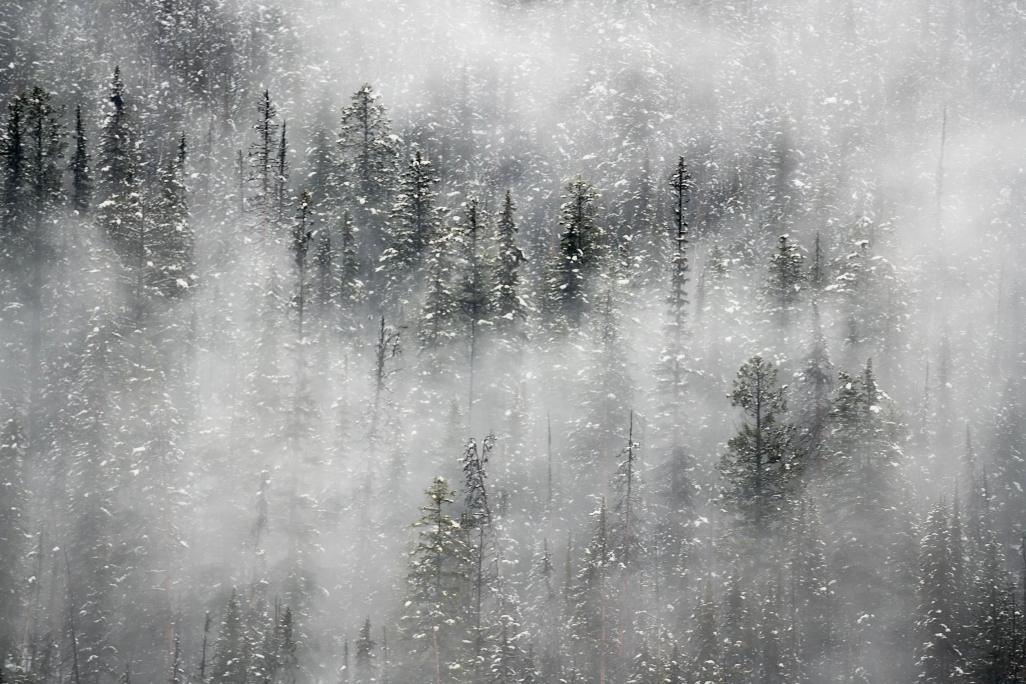 Fog and snow web-01.jpg