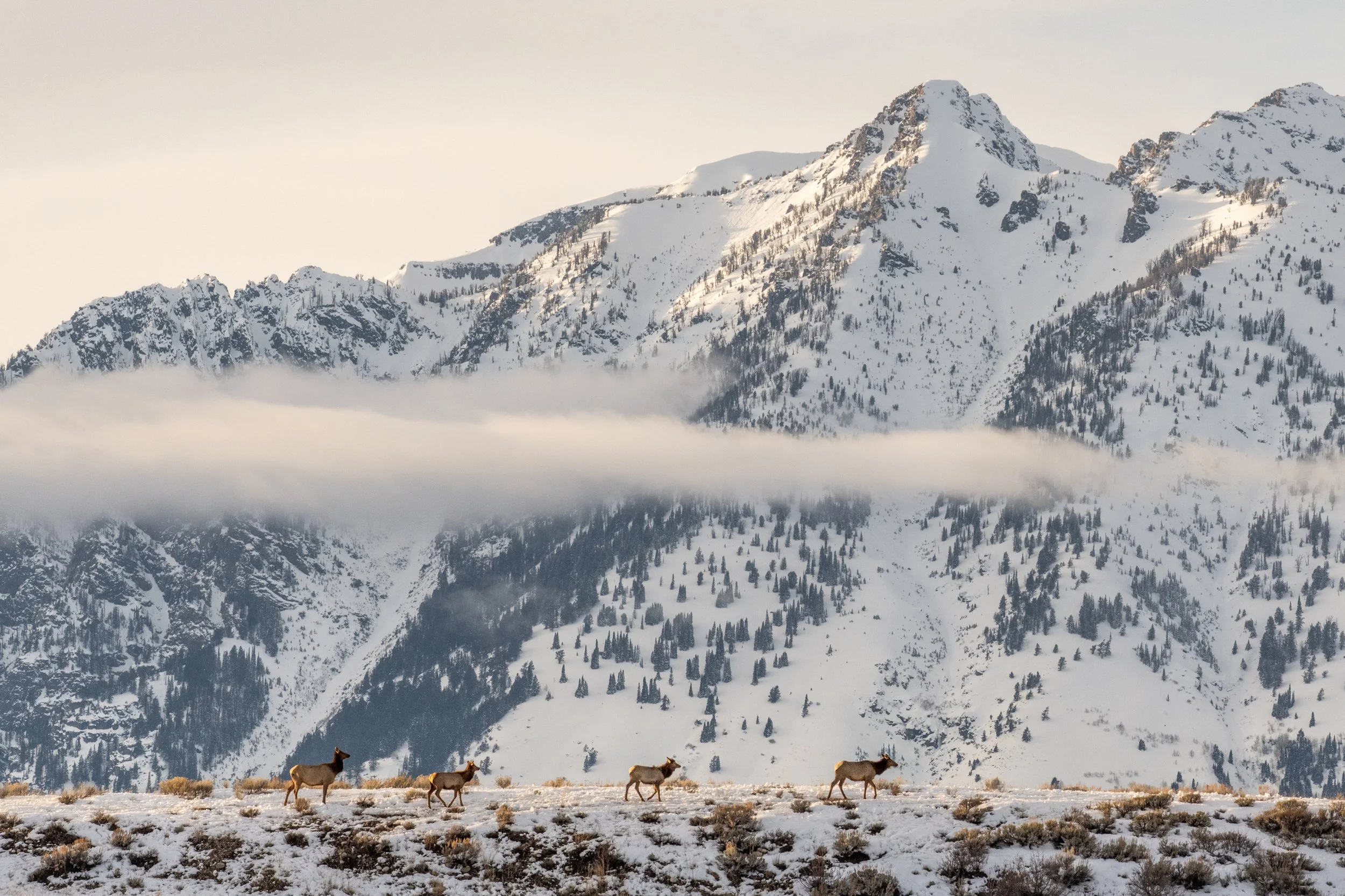 Elk on the Ridge-01.jpg