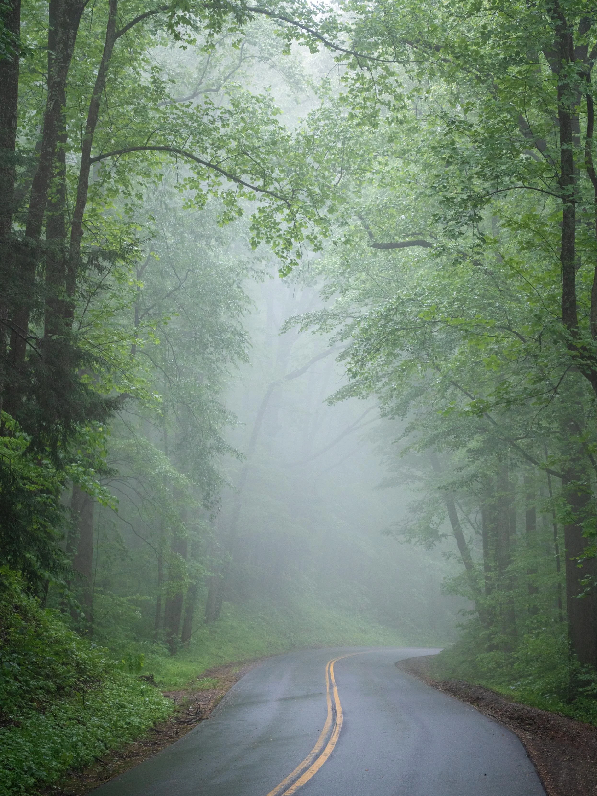 The magic of a springtime foggy forest 🌳 💙
.
Great Smoky Mountain National Park
Looking forward to more time in this park now that my son will be attending University of Tennessee in the fall.
.
.
.
.
.
.
#futurewomenphotography #womenphotographers
