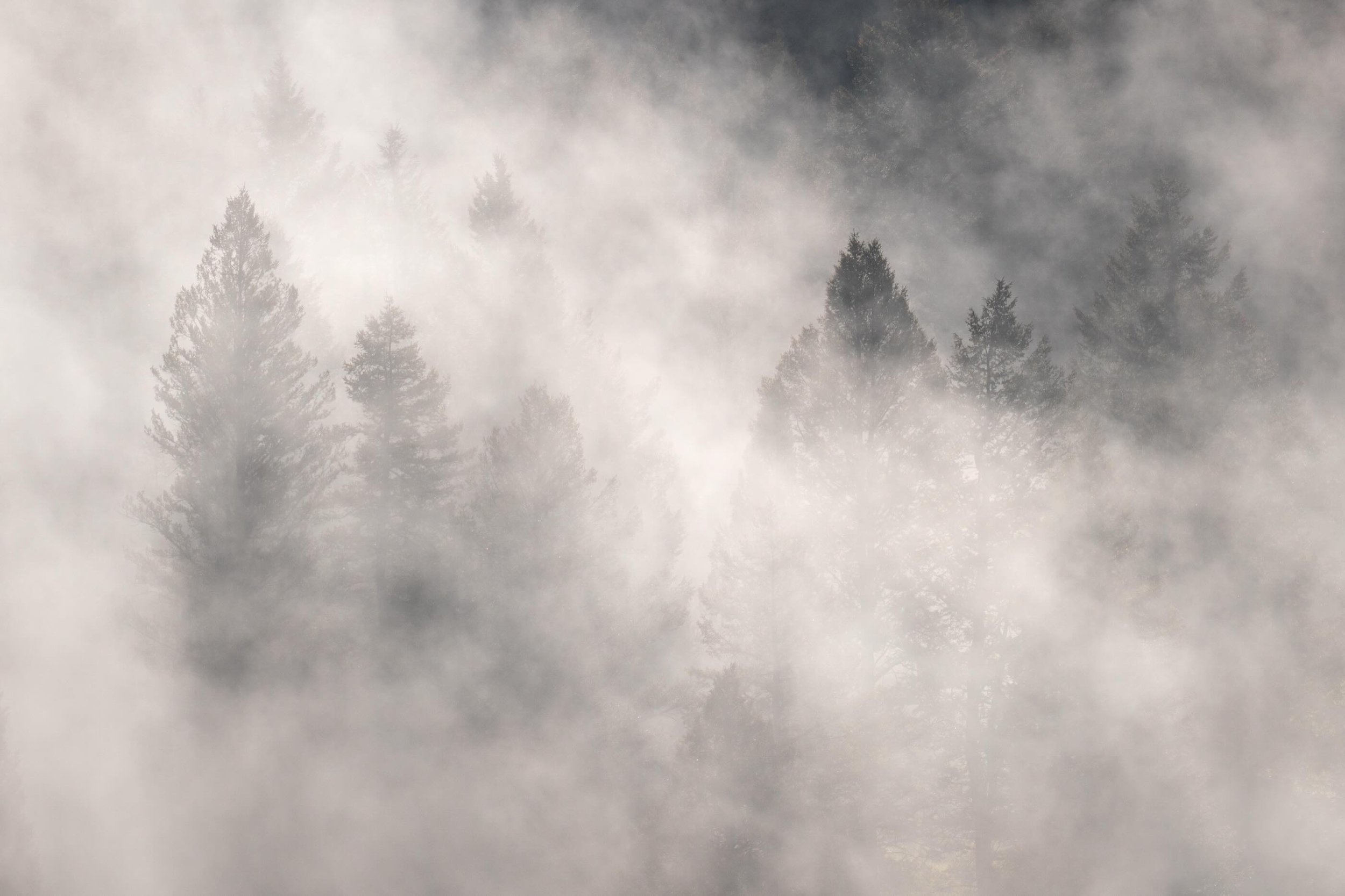 Foggy morning in the Tetons last spring! Can&rsquo;t ever get enough of foggy trees 💙
.
.
.
.
.
#seejh #futurewomenphotography #womenphotographersus #ourfotoworld #grandtetonnationalpark