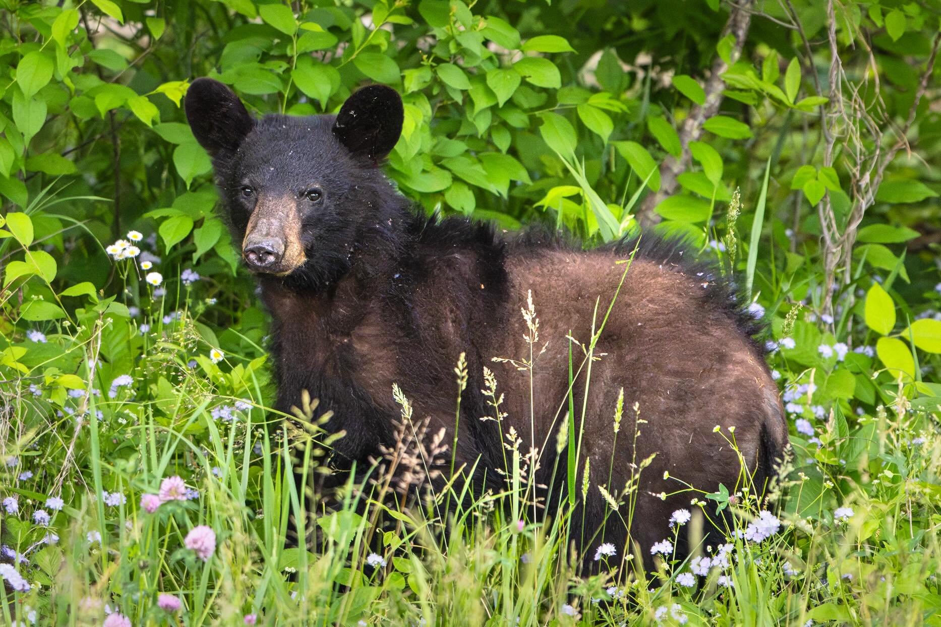 Hearing it is National Black Bear day 🐻 so sharing this cub and its mama from an evening in Cades Cove where we literally lost count of how many bears we saw! Definitely gives you a little bit of bear fever 🥰
.
.
.
.
.
.
#women_wildlife_photography