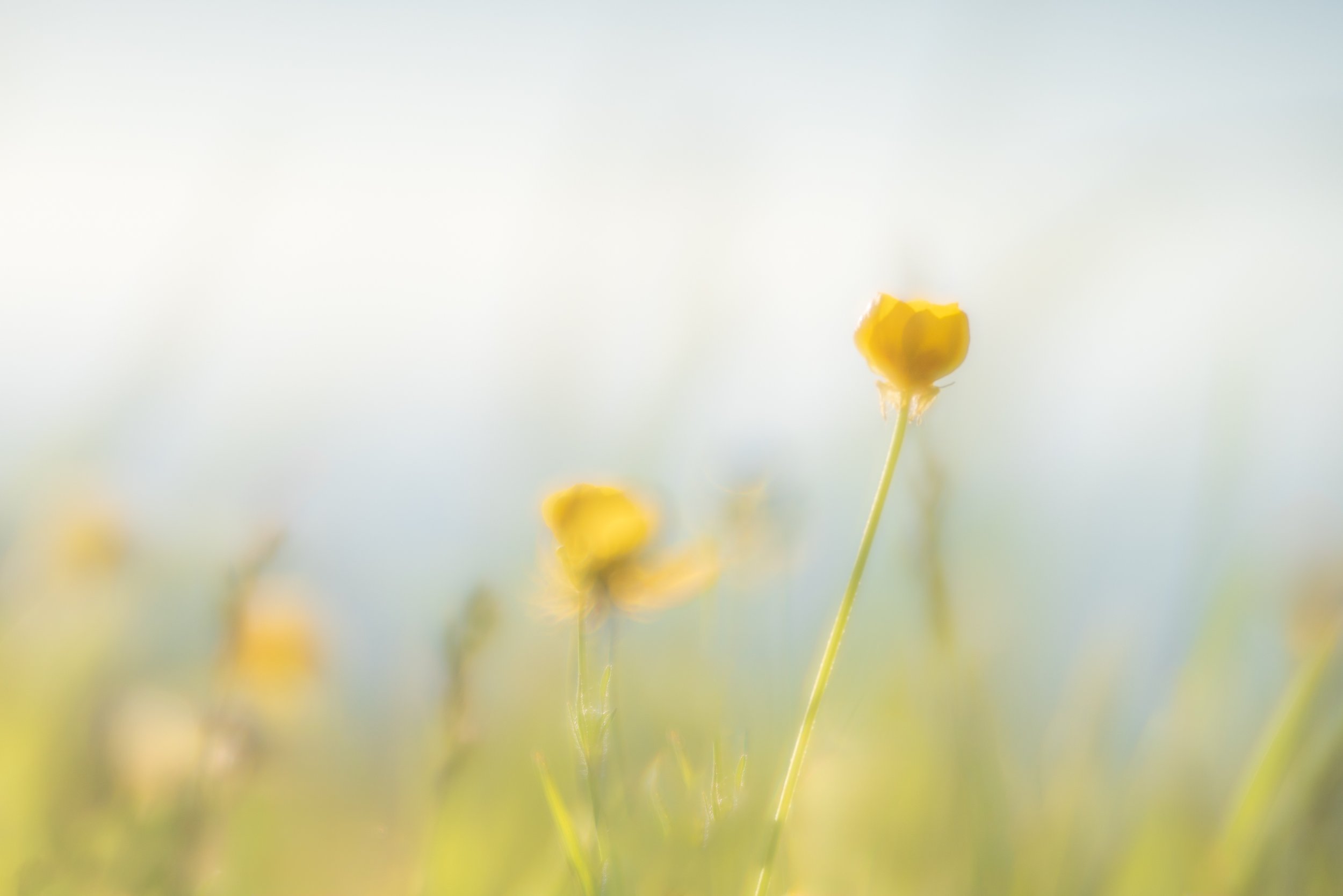 Flower at Oconoluftee-01.jpg