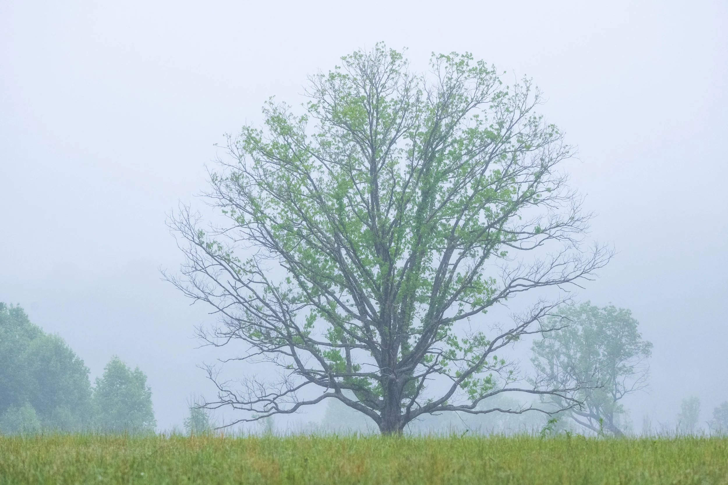 Cade's Cove Tree in the fog-01.jpg