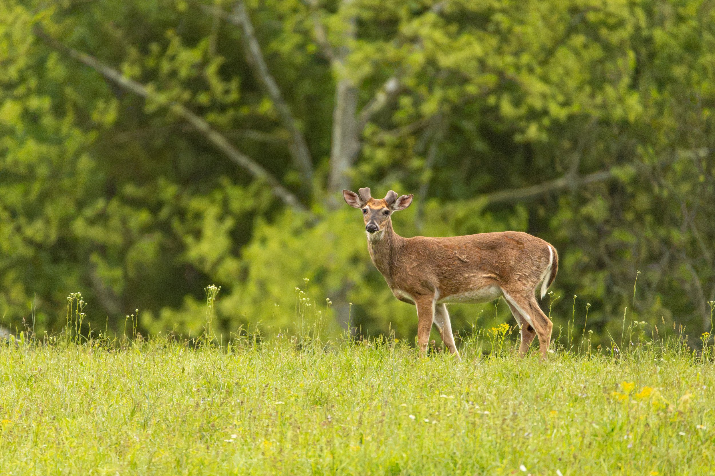 Deer in Cade's Cove-01.jpg