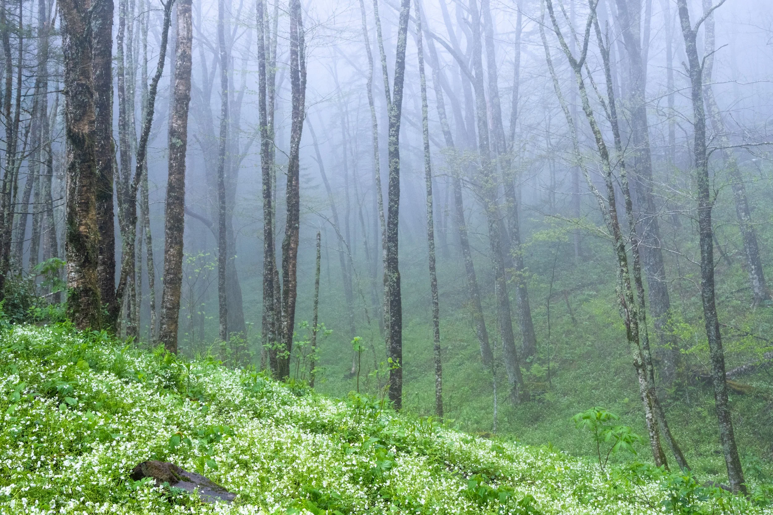 Flowers and fog in the forest-01.jpg