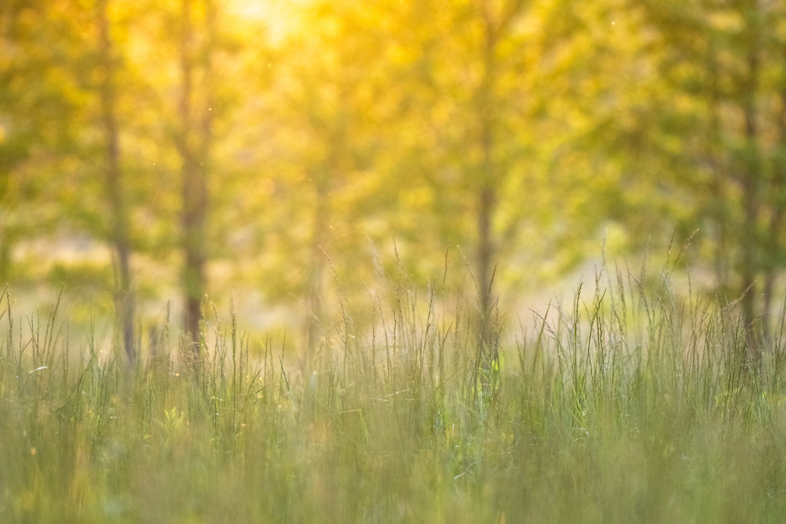 Light in Cade's Cove-01.jpg