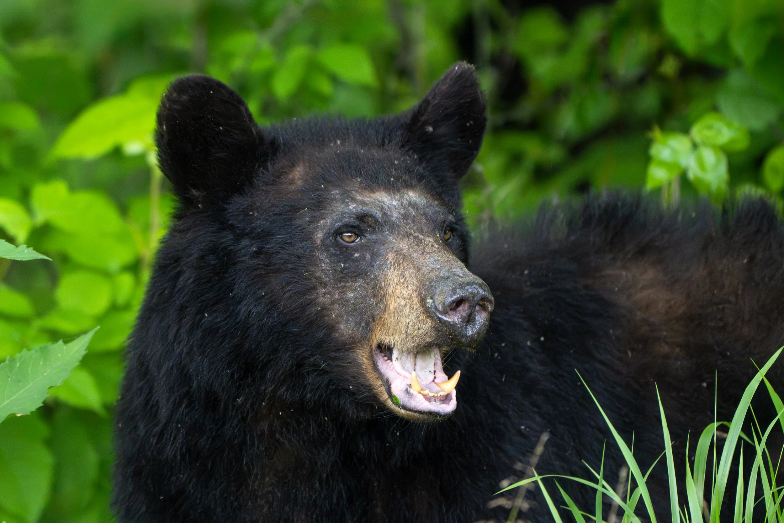 Mama Black Bear -01.jpg