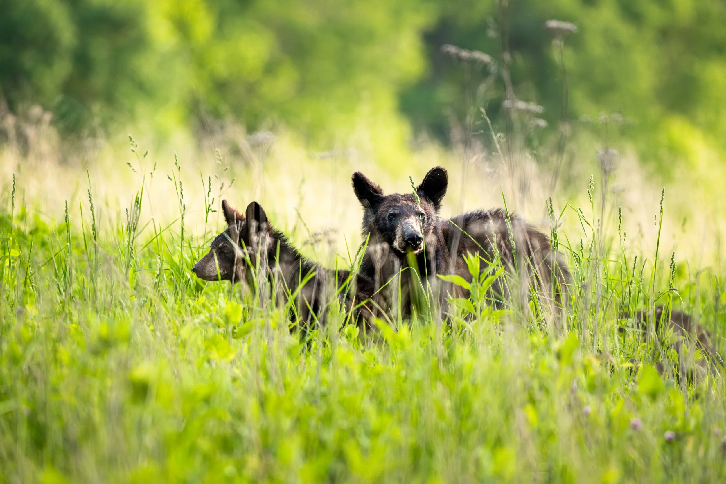 Two Bear Cubs in Cades Cove-01.jpg