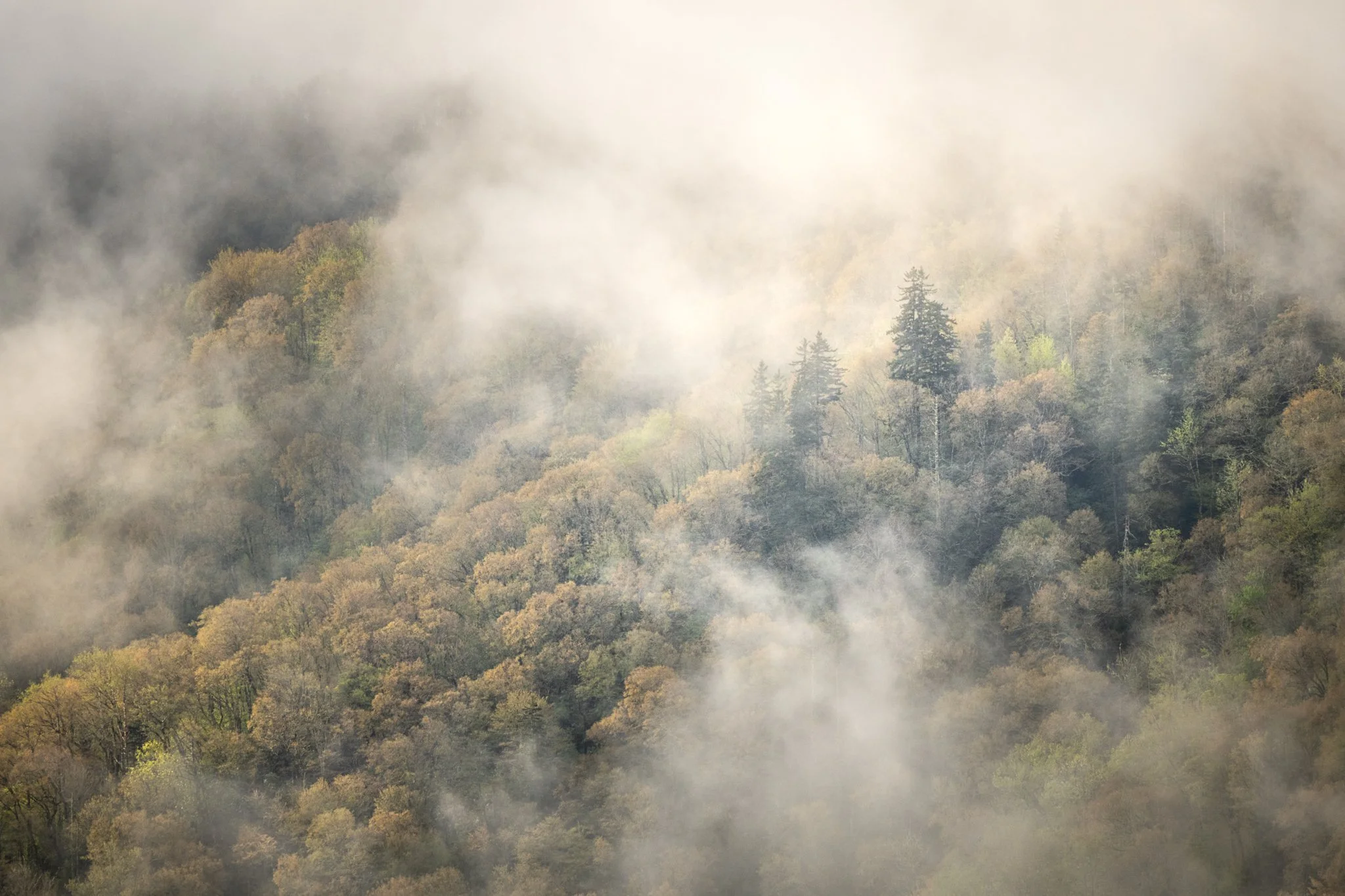 Evergreens through the fog-01.jpg