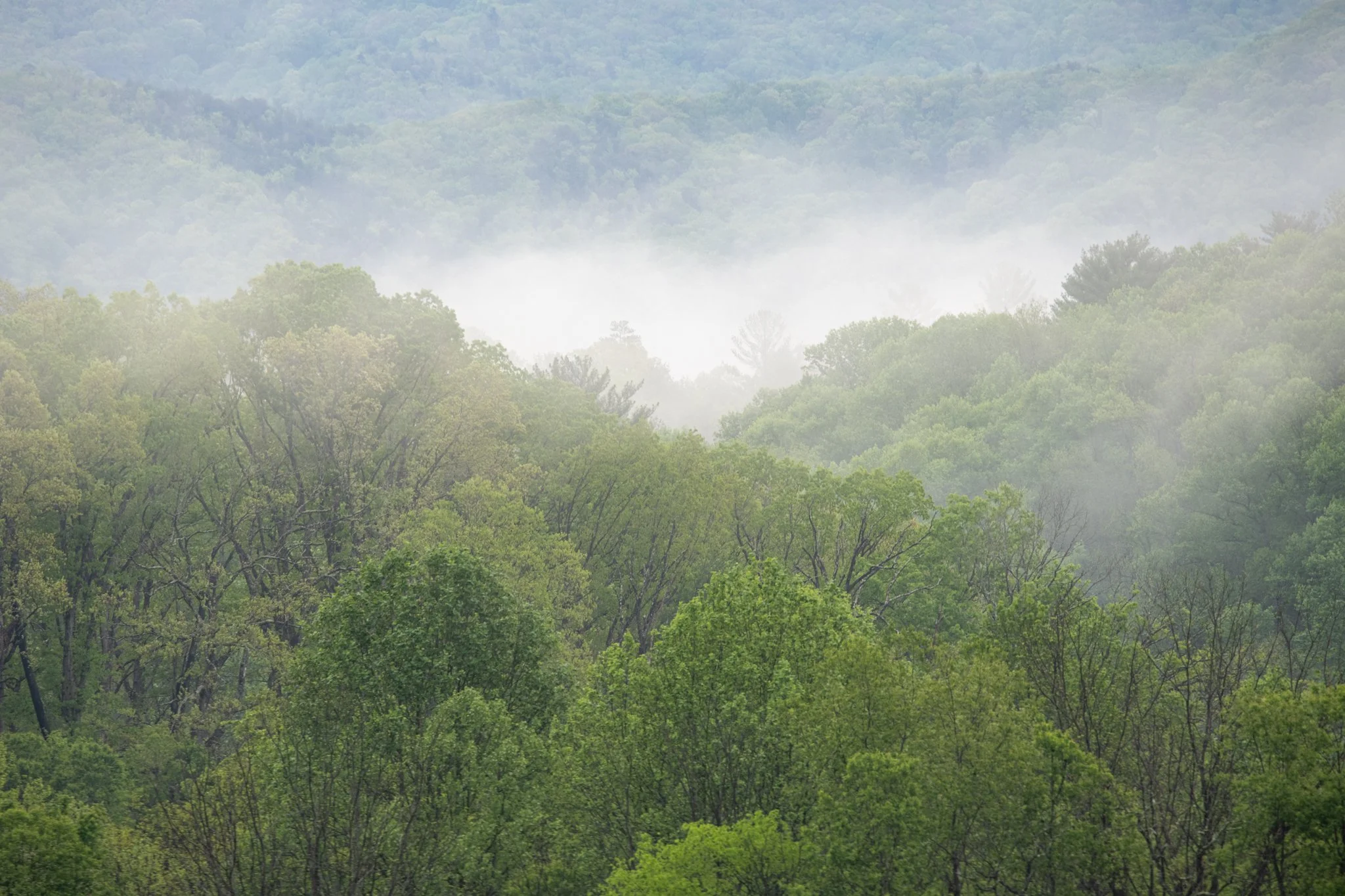 Fog in Cade's Cove-01.jpg