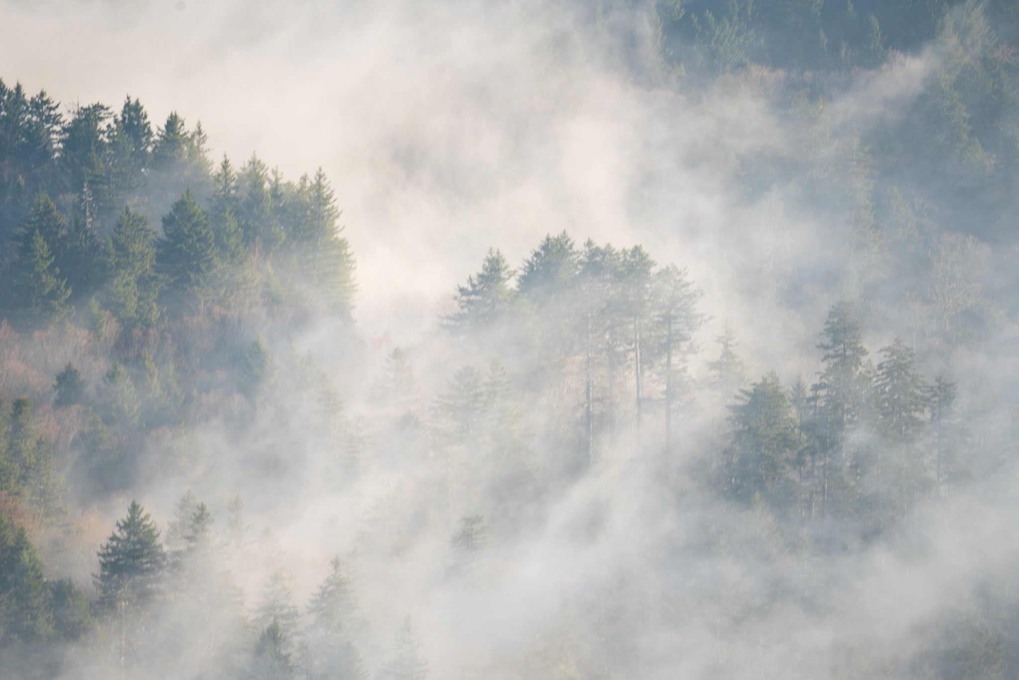 Fog through the trees cooler -01.jpg