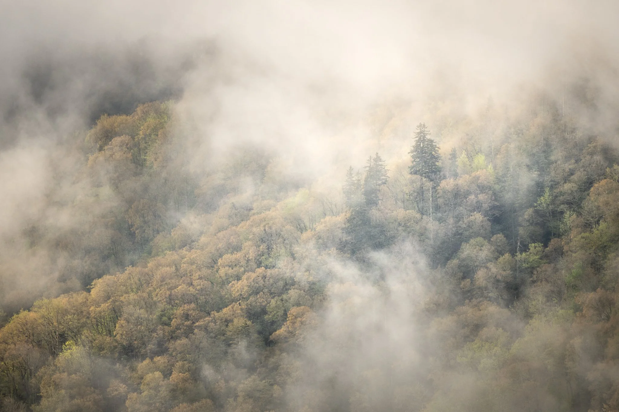 Foggy Tree Magic-01.jpg