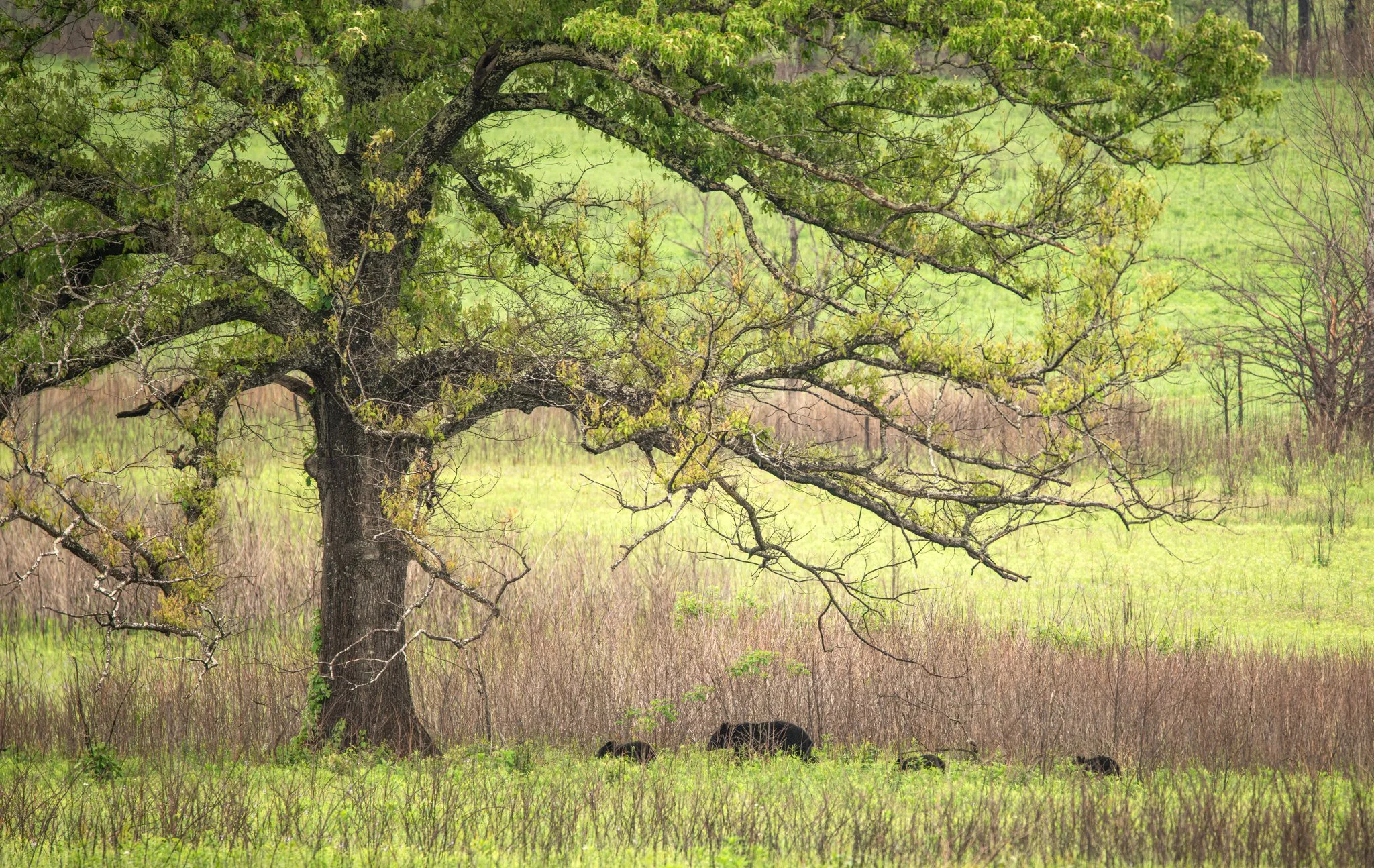 Mama Bear & Cubs under the tree-01.jpg