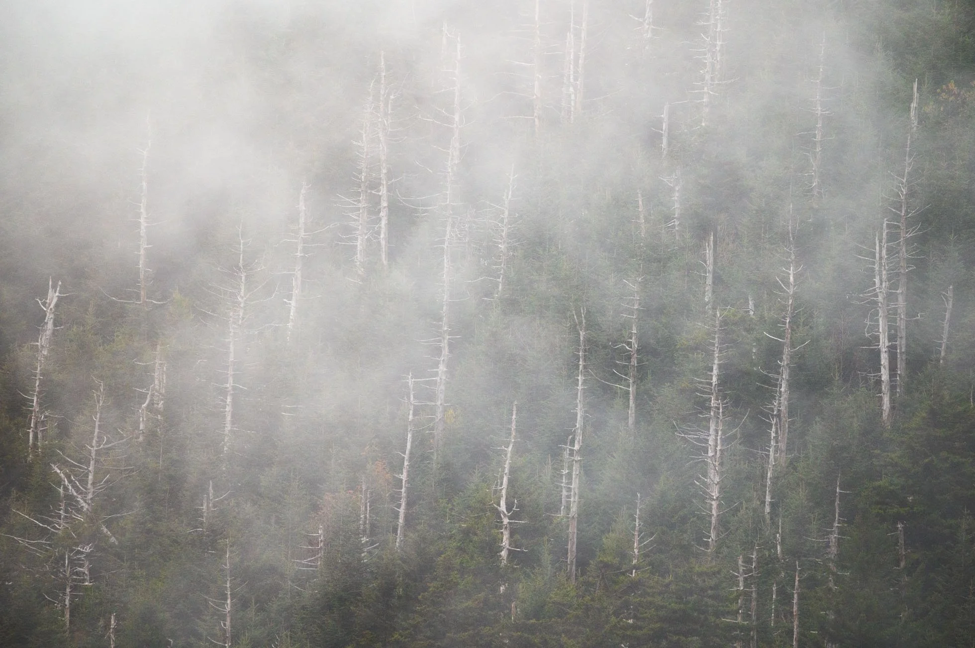 Trees in the fog 600mm KRP-001.jpg