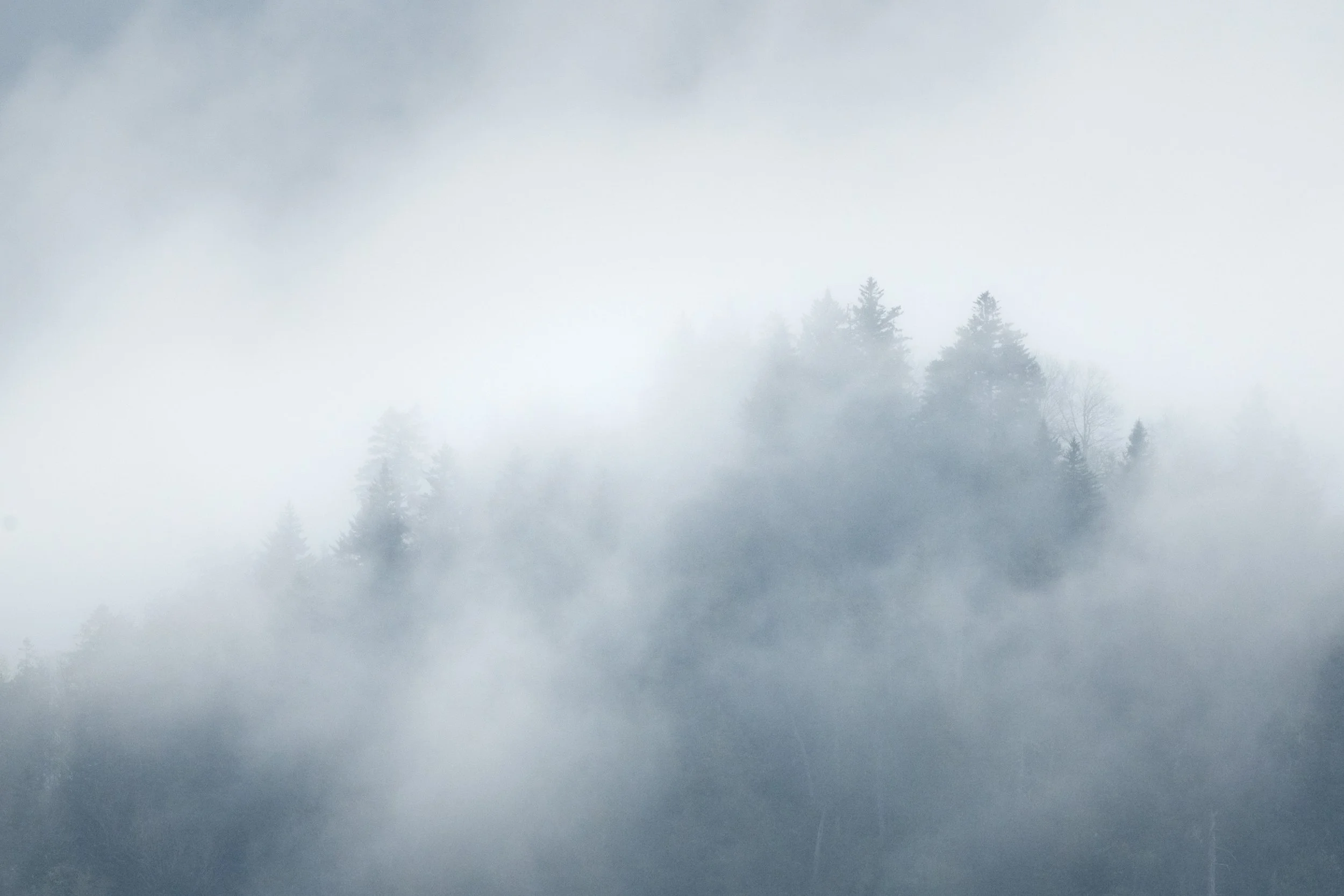 Trees in the fog in the Smokies-01.jpg