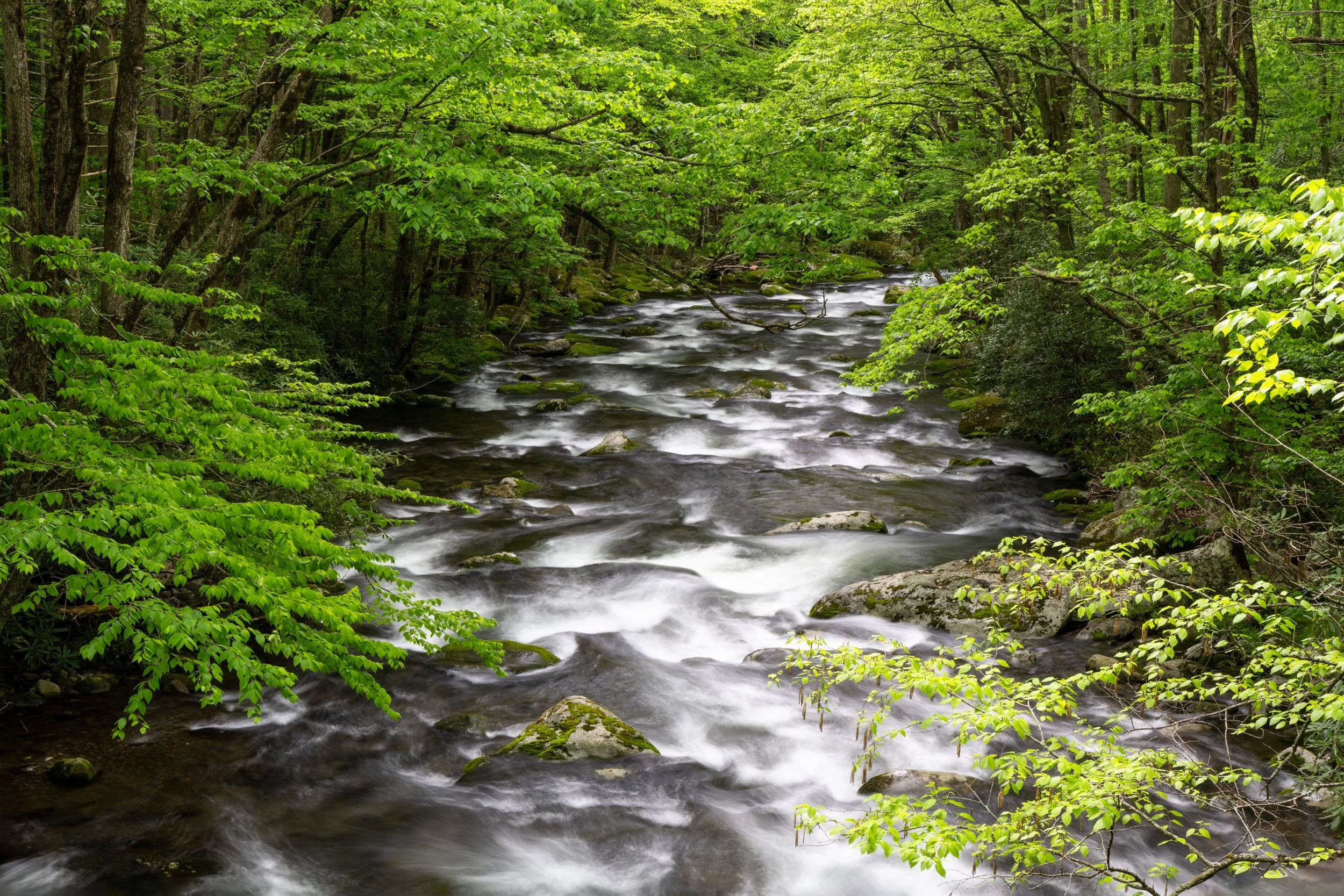 Middle Prong River web-01.jpg